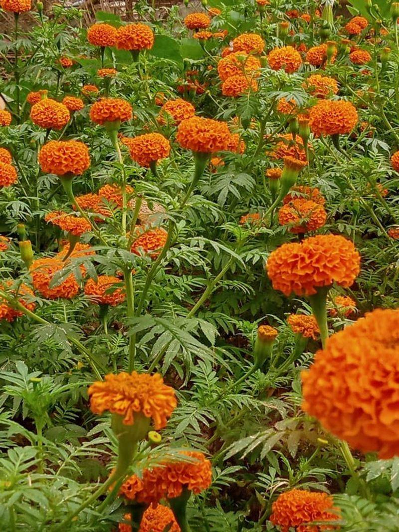 Prevents Self-Seeding