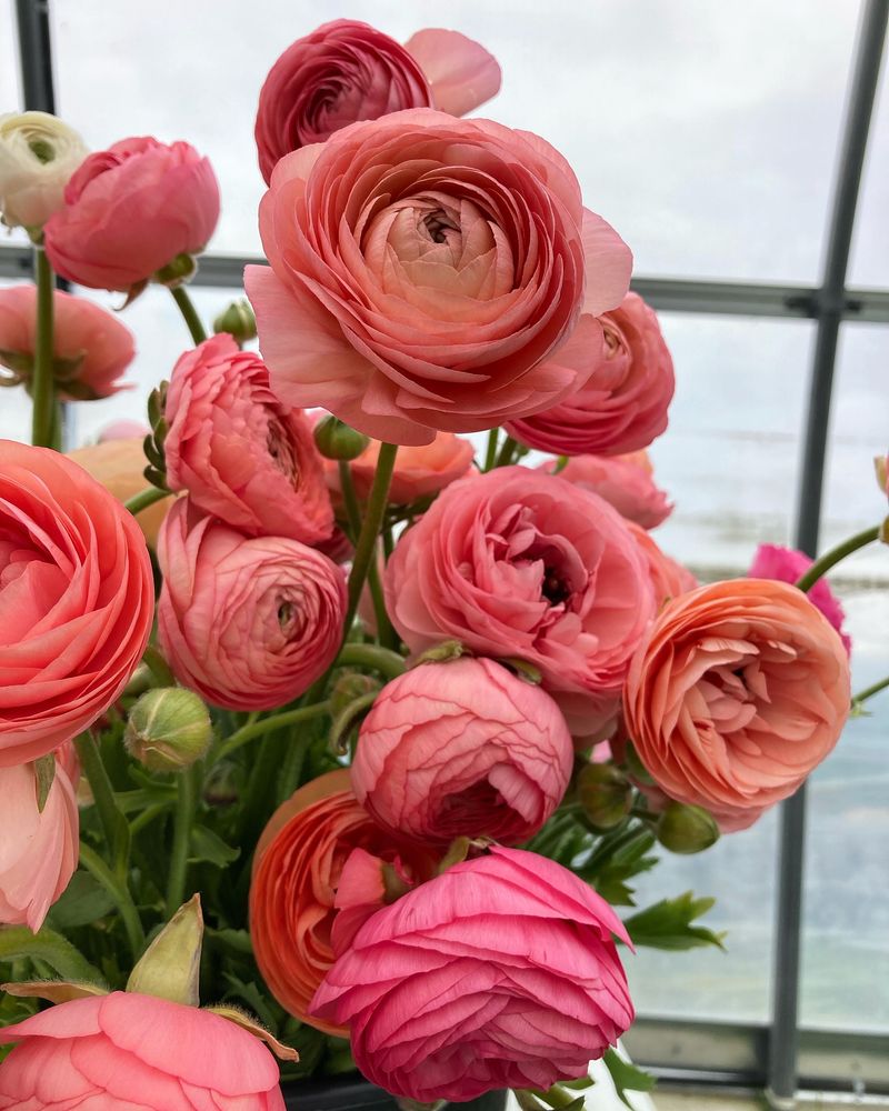 Ranunculus