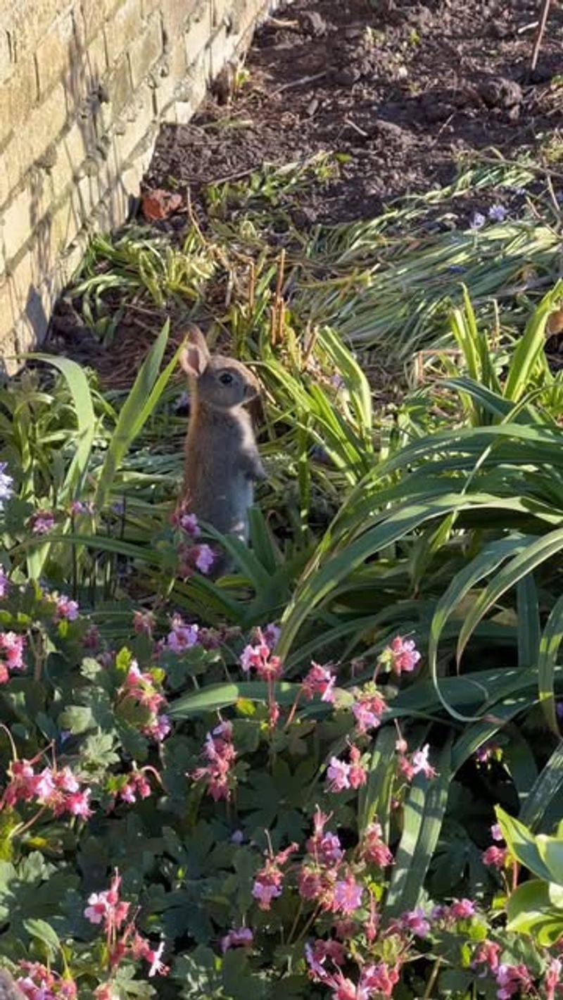 Garden Design Influencers