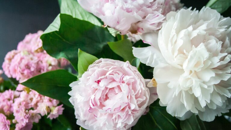 peonies