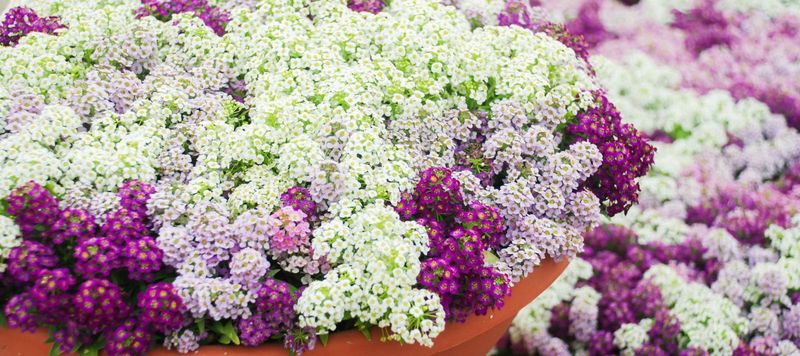 Fragrant Alyssum