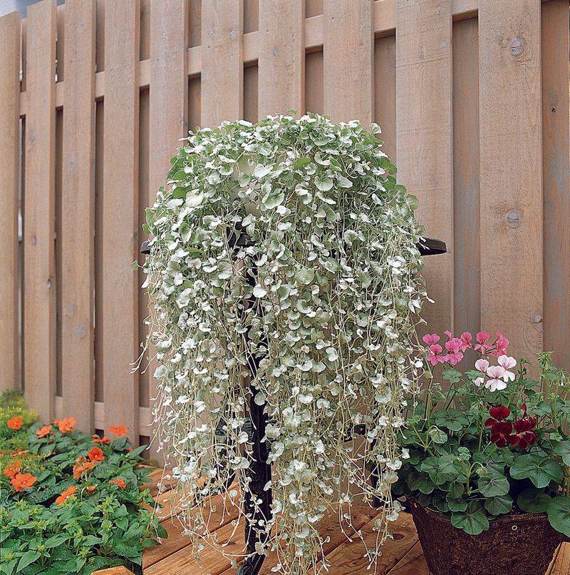 Cascading Dichondra