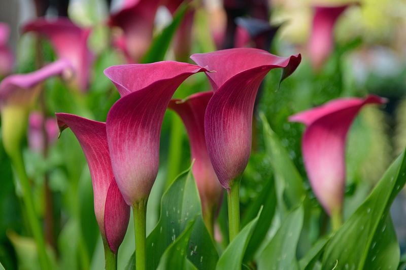 Calla Lily