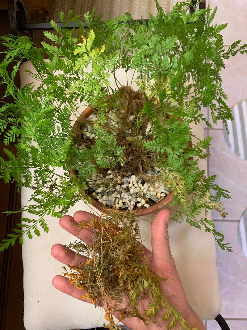 Rabbit's Foot Fern
