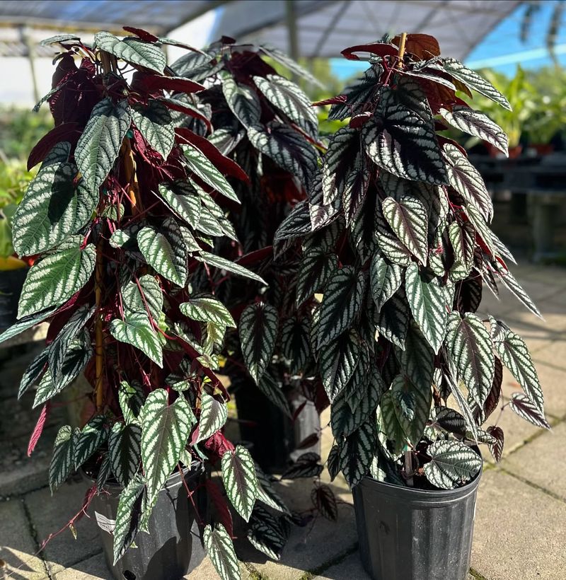 Cissus Discolor (Rex Begonia Vine)