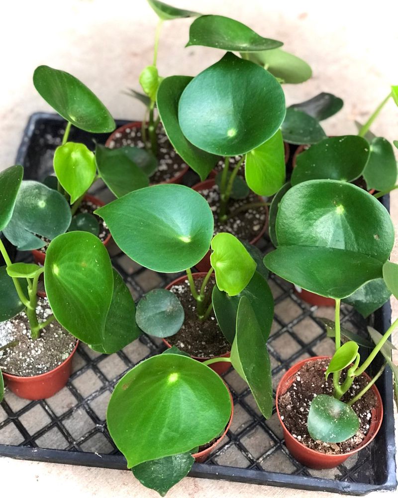 Peperomia Polybotrya