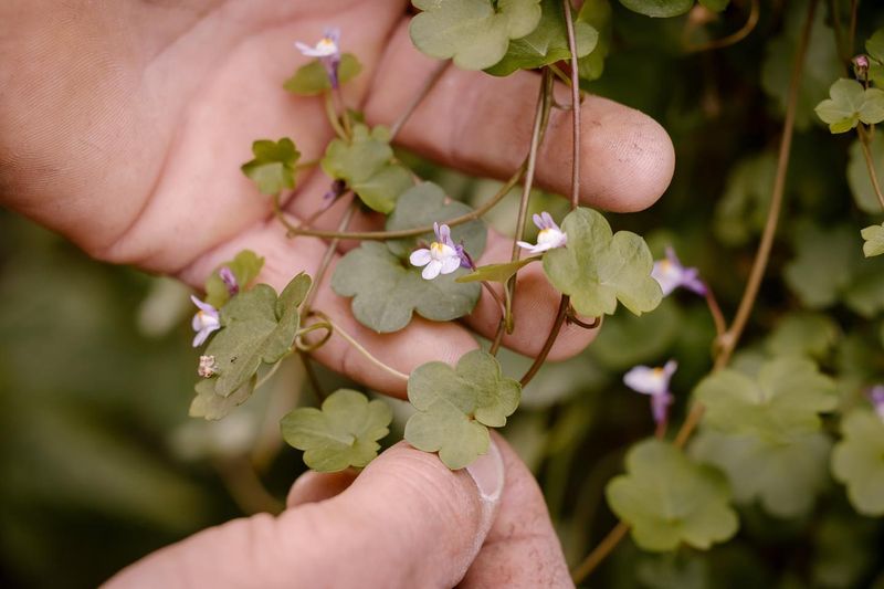 Kenilworth Ivy