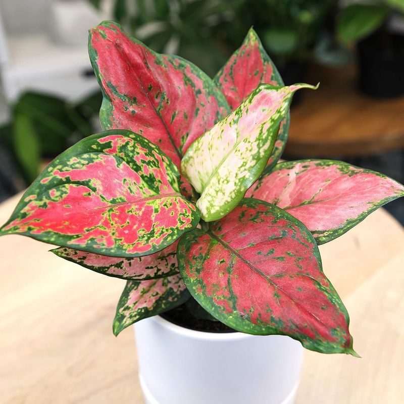 Aglaonema