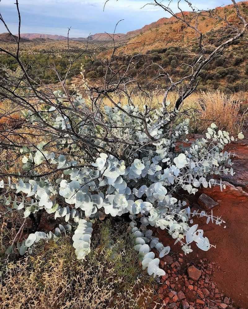 Eucalyptus Oil Inhibits Neighboring Plants