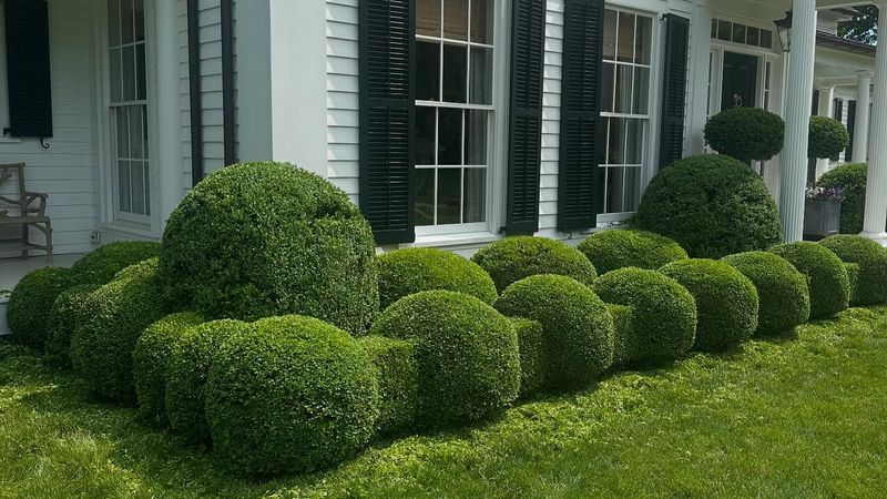 Reliable Boxwood