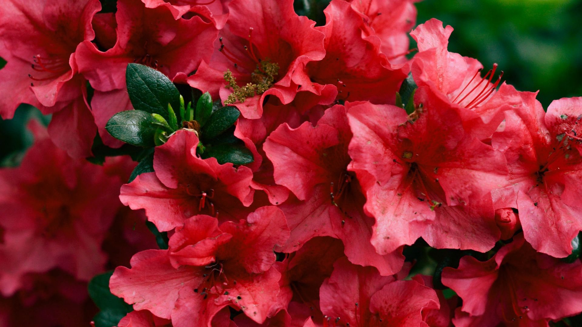 30 Incredible Flowering Shrubs For Shade (Plus A Few More To Brighten Even The Darkest Corners)