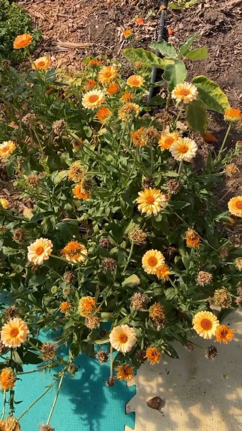 Flower Buds That Never Open