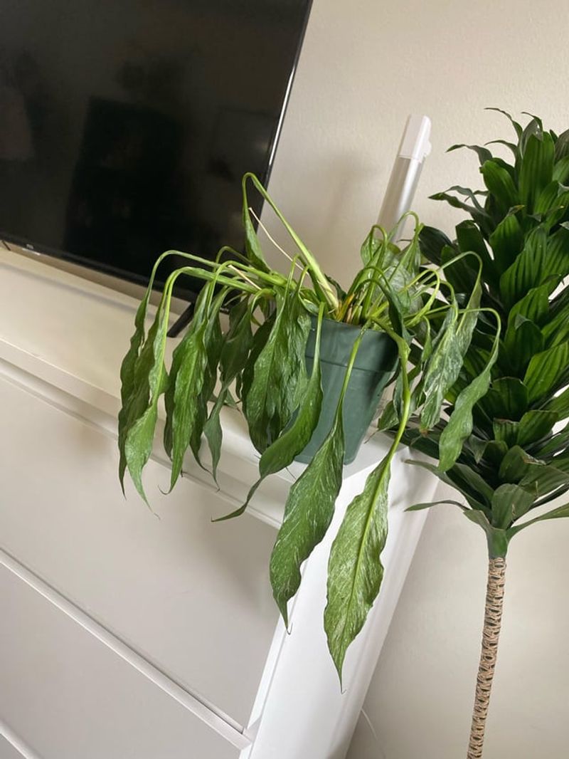 Wilting Despite Watering