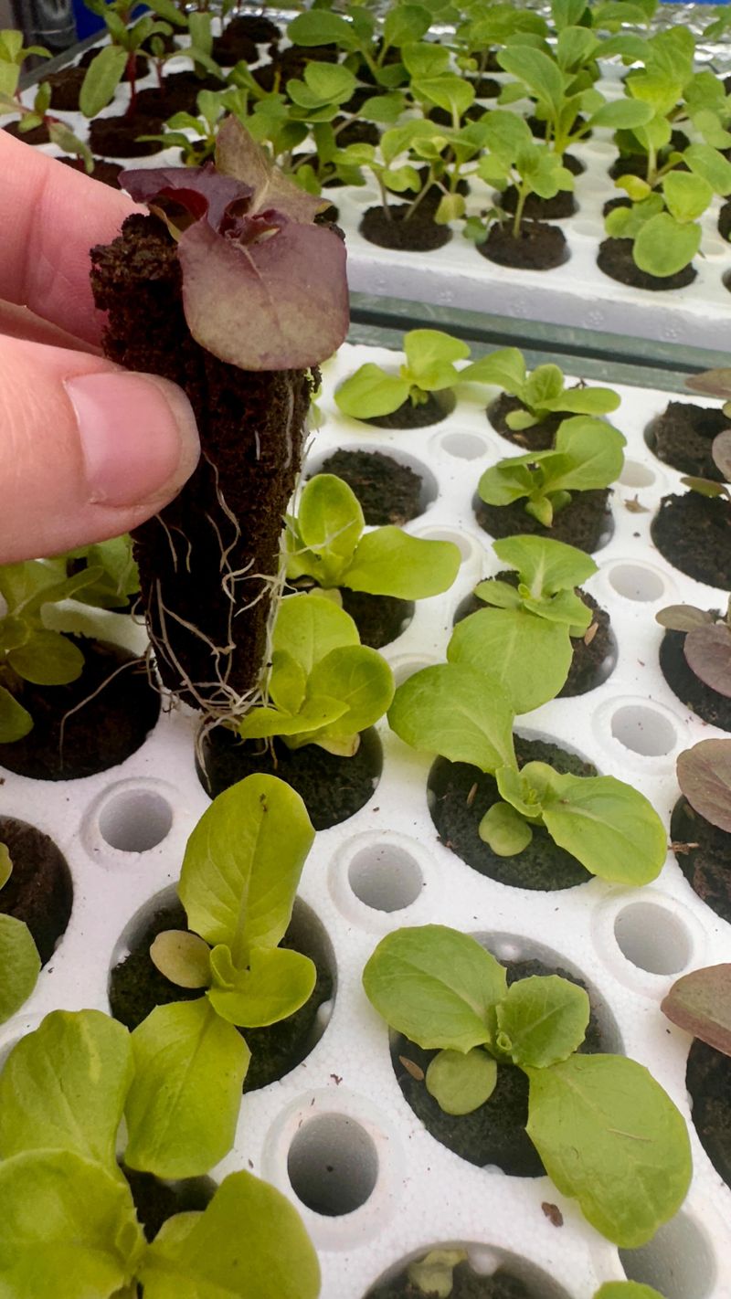 Weakened Stems