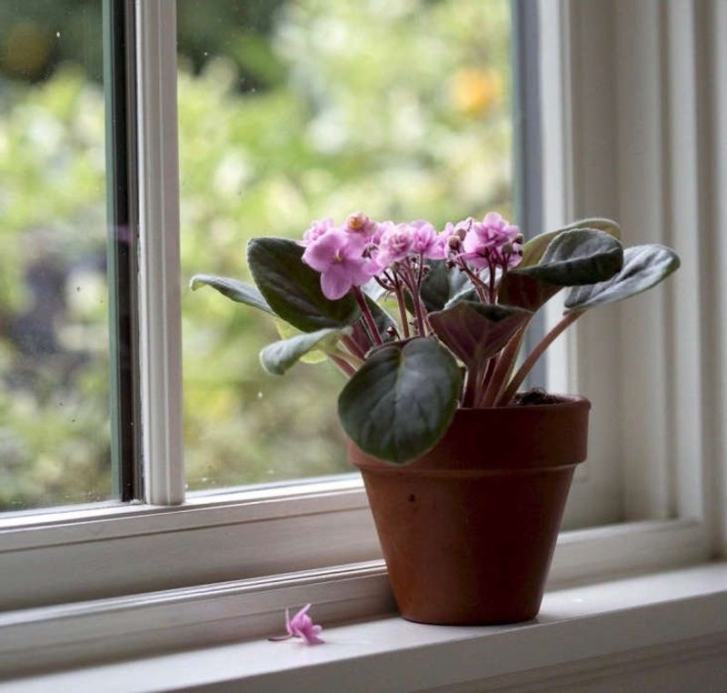 African Violet Showcase