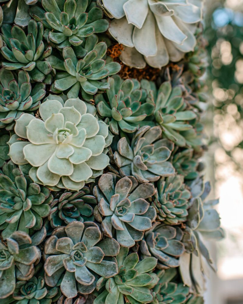 Spiral Succulent Tower