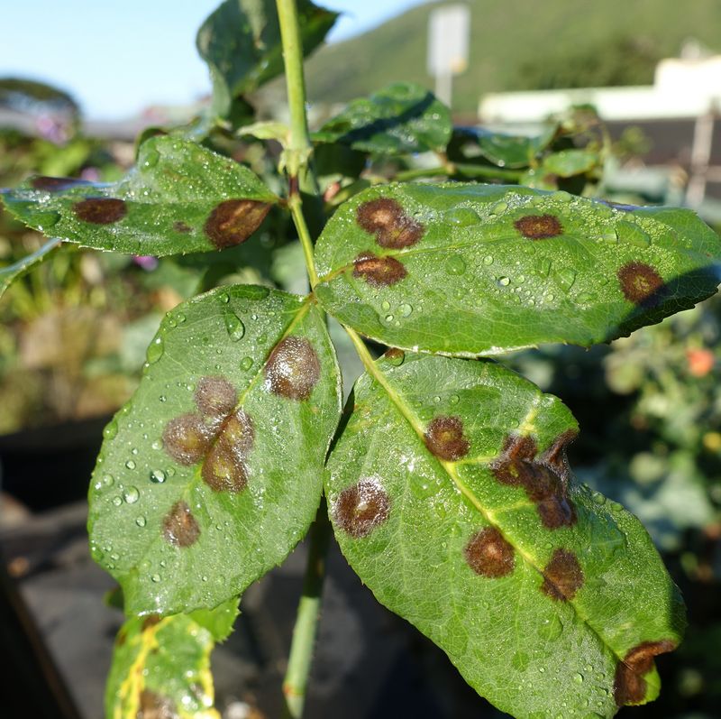 Black Spots Revealing Fungal Troubles