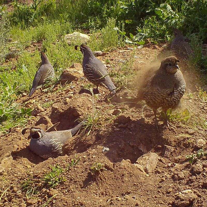 Dust Bathing Spots