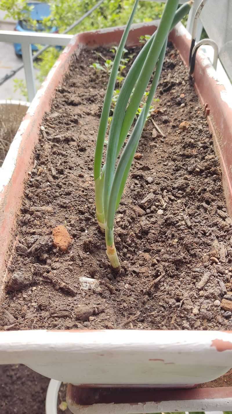 Green Onions