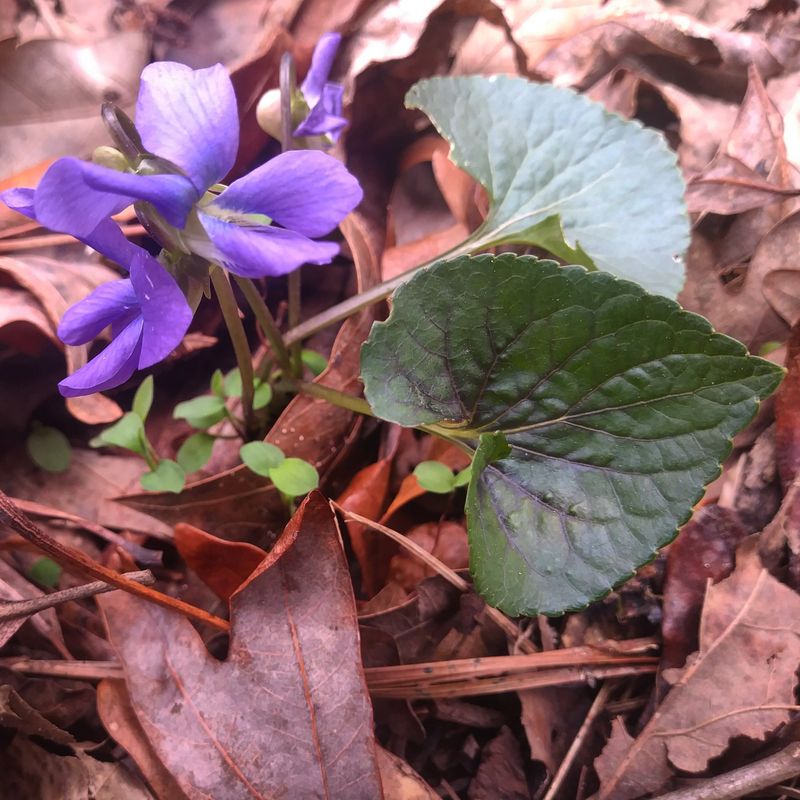 Violet