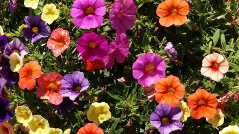 petunias