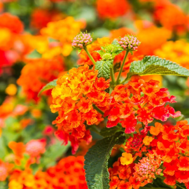 Cheerful Lantana