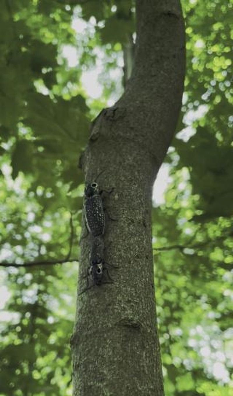 Insect Barrier