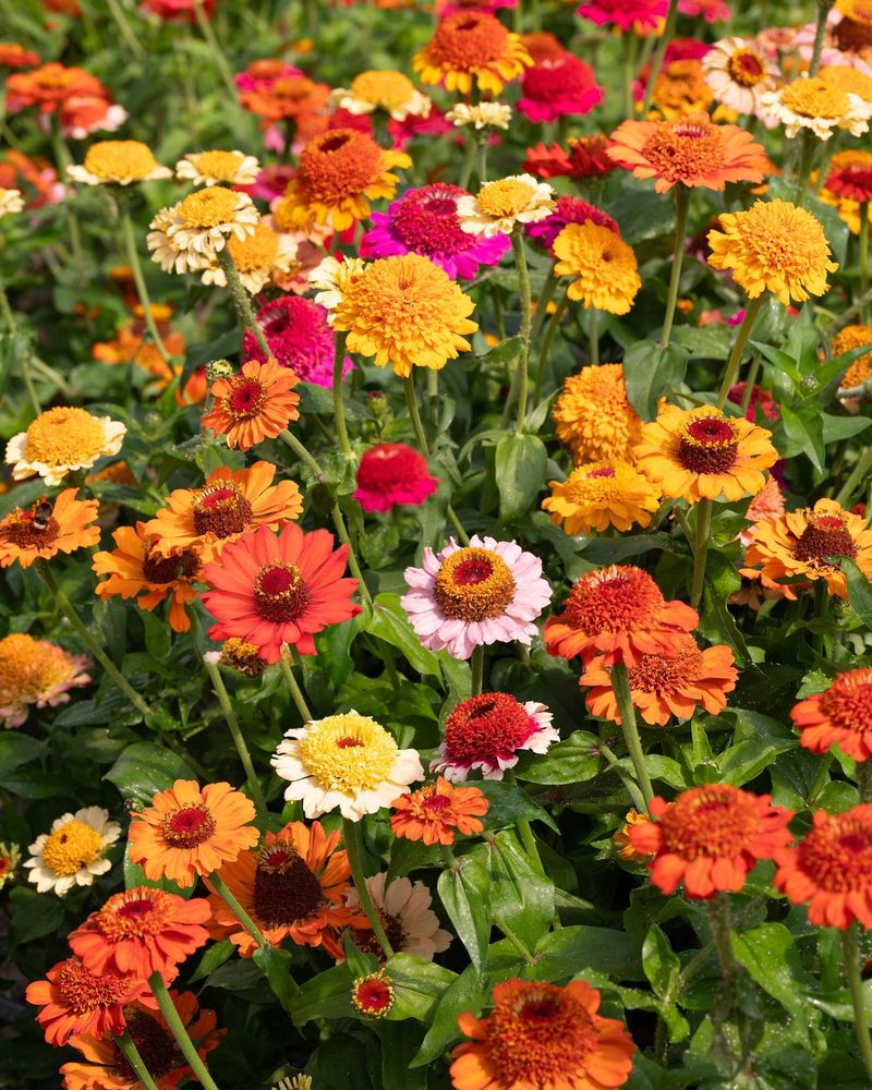 Zinnia