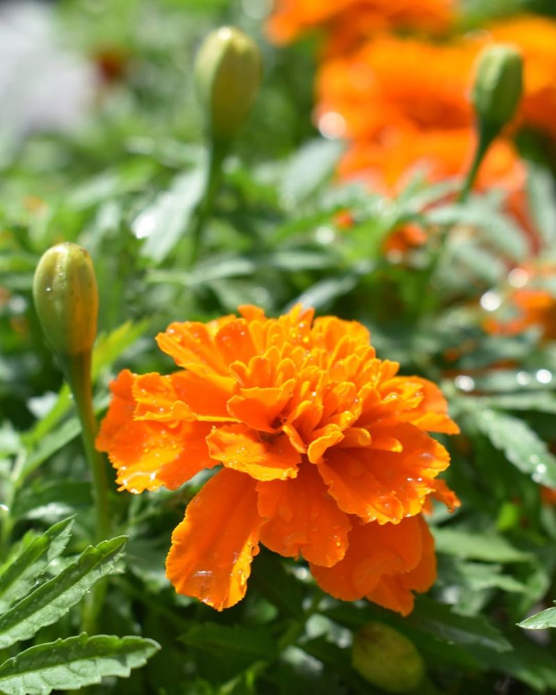 Marigold