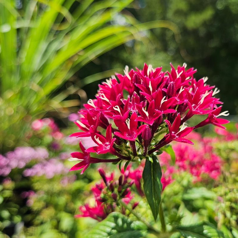 Pentas