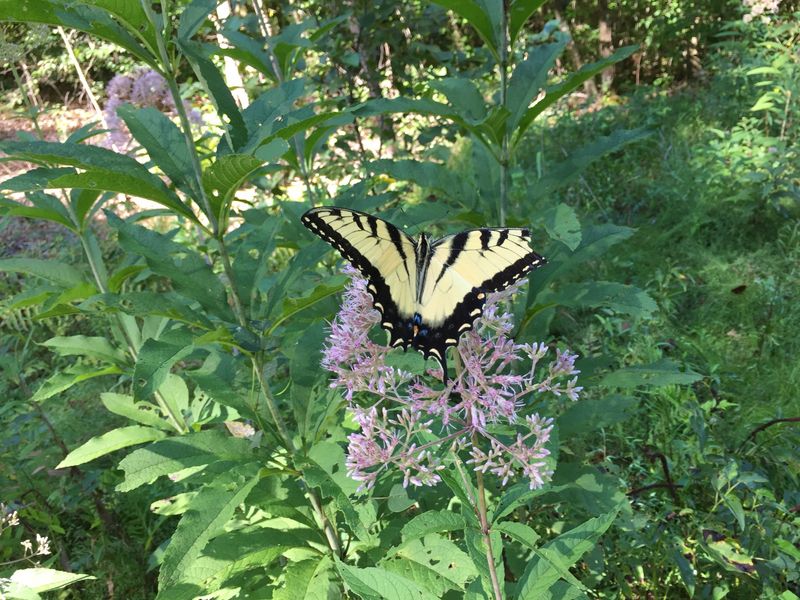 Joe-Pye Weed (Eutrochium)