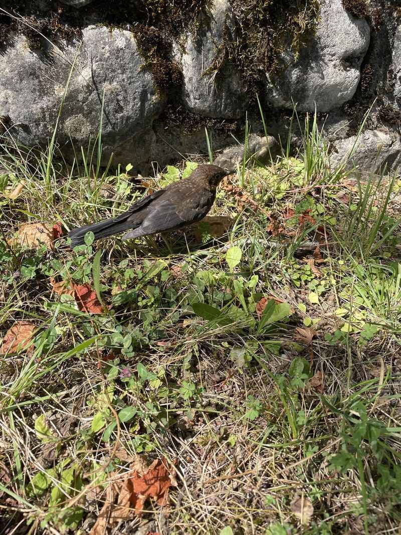 Mud-Nest Builders Plant Wetland Species