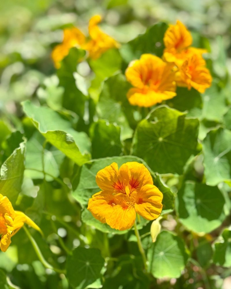 Nasturtium