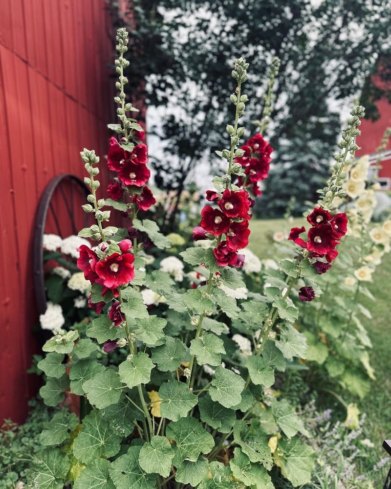 Hollyhocks