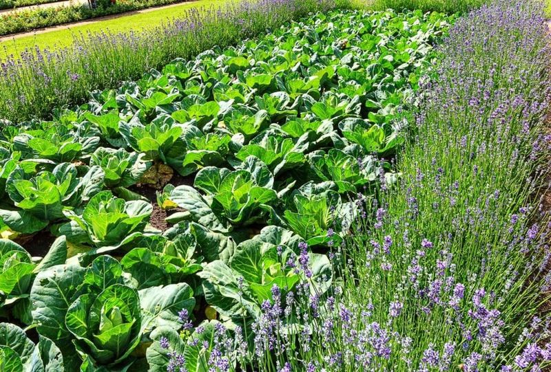 Lavender