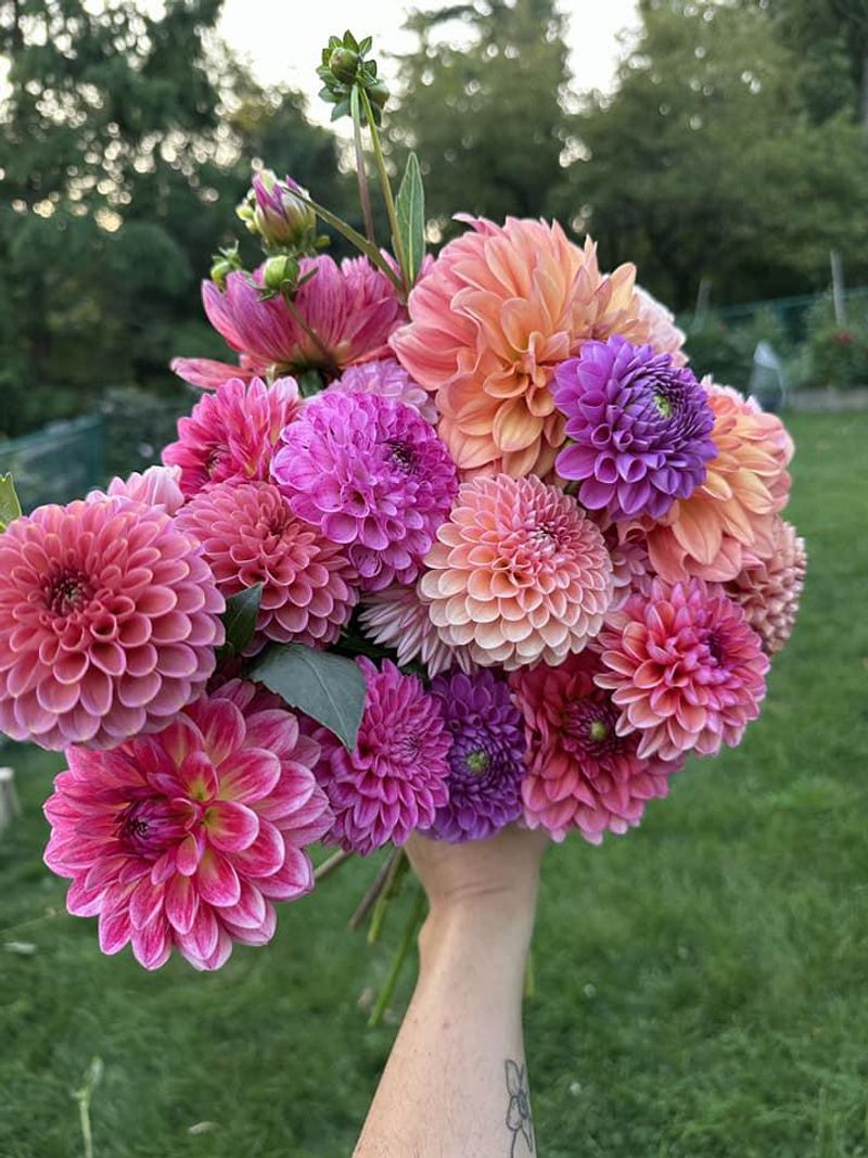 Dahlias