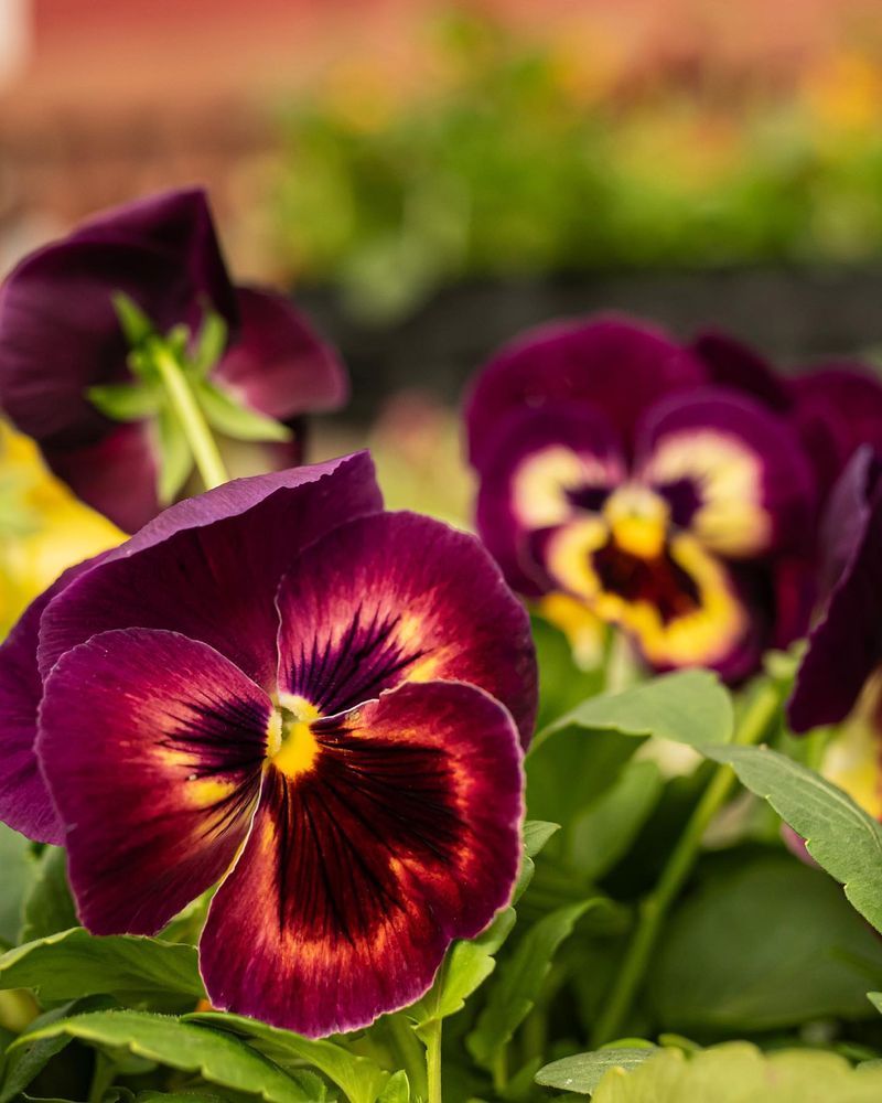Pansies