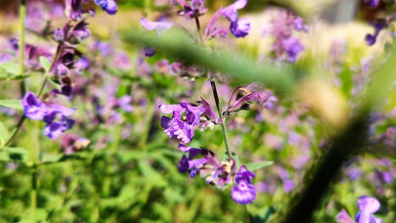 Catmint