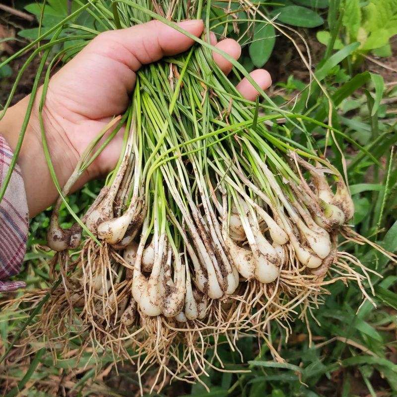 Garlic