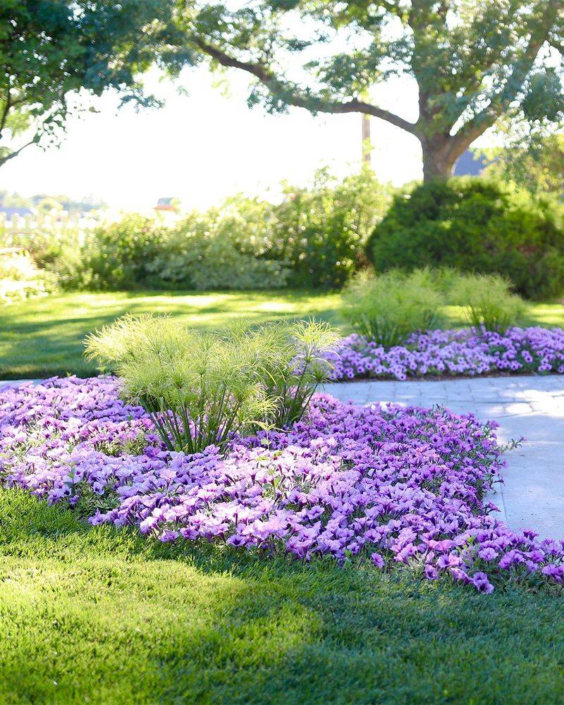Petunias