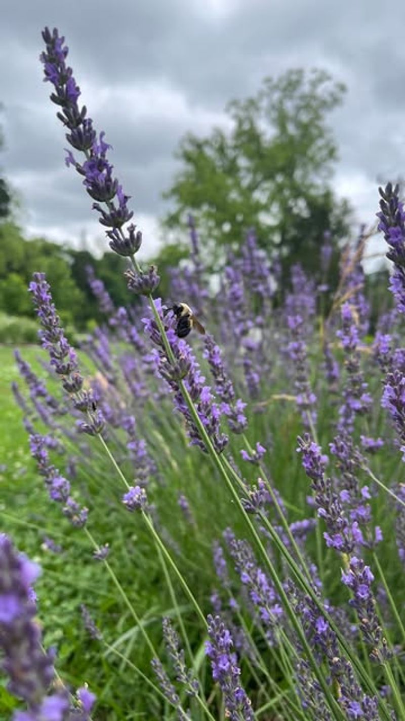 Lavender: Fragrant Welcome