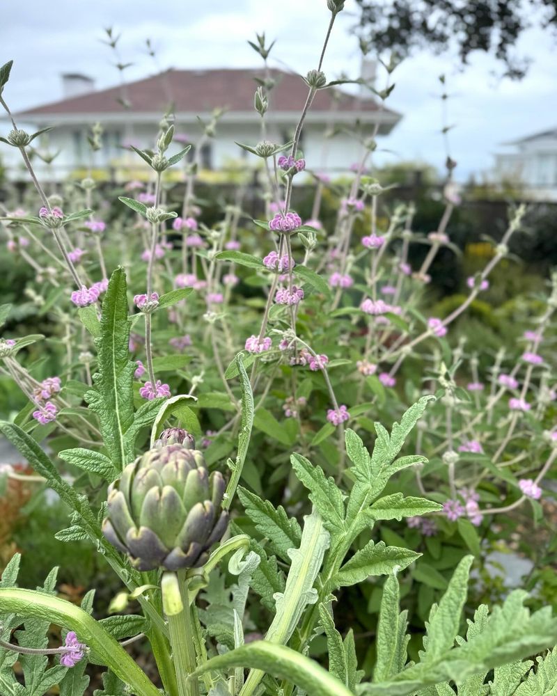 Anise Hyssop: Licorice-Mint Magic