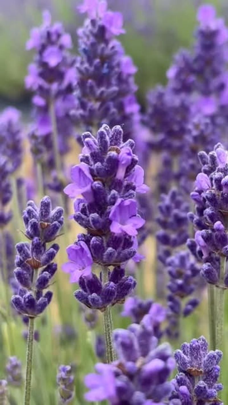 Lavender: Peaceful Purifier