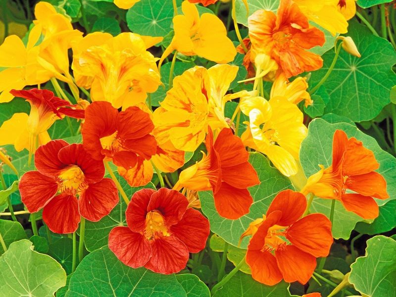 Nasturtiums - Edible Beauties