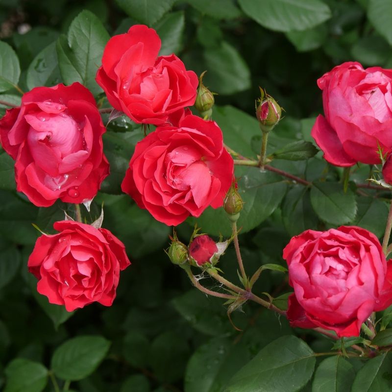 Home Run Roses