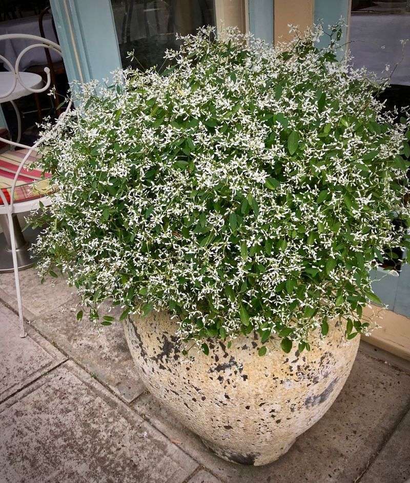 Euphorbia