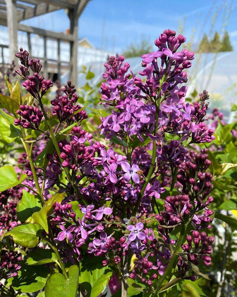 Pocahontas Lilac