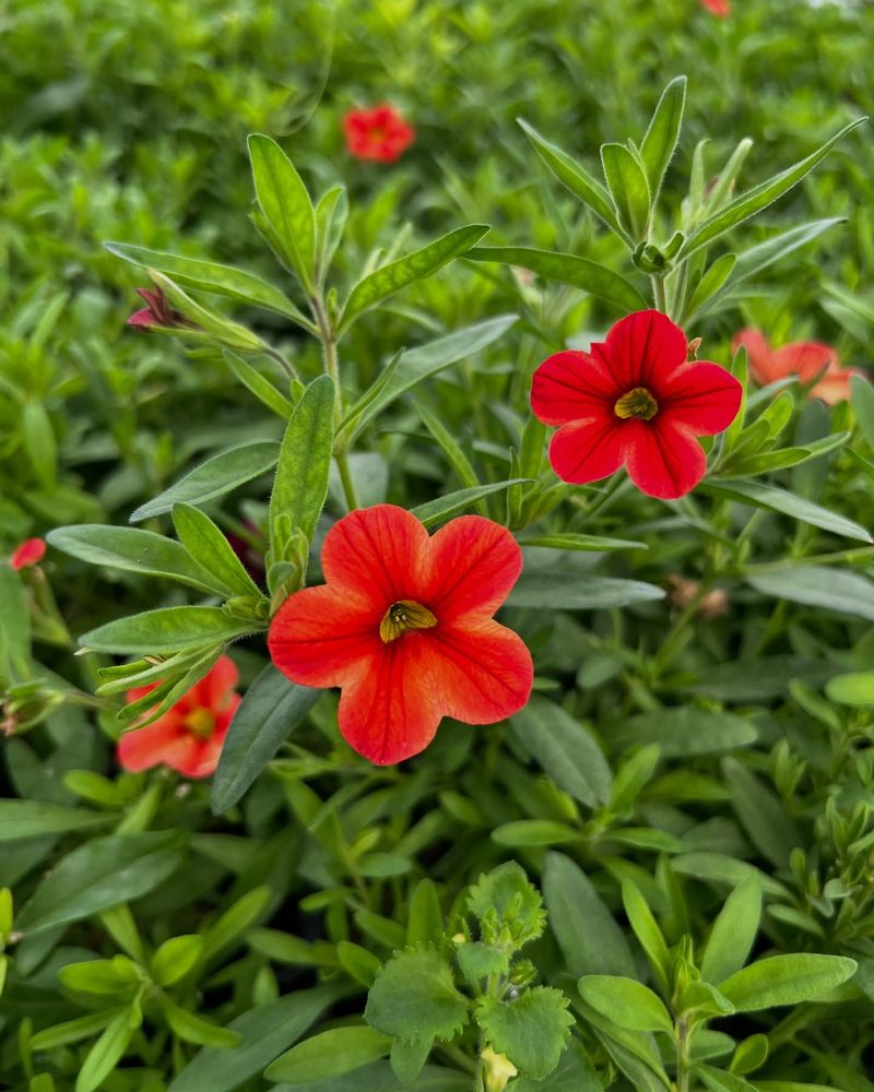 MiniFamous Compact Red
