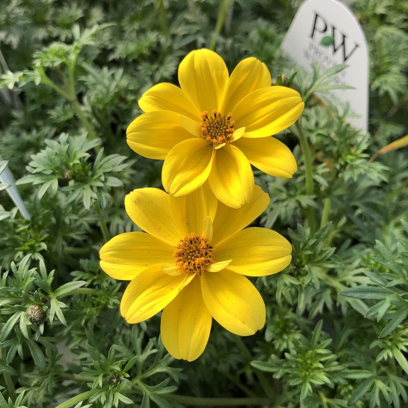 Bidens