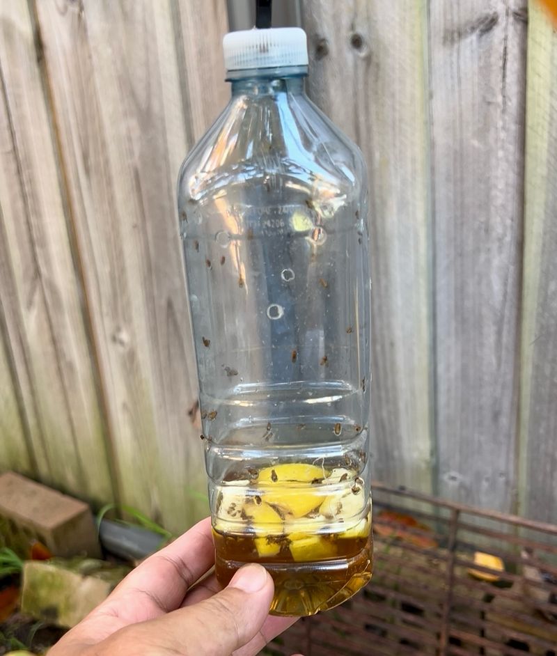 Create Fruit Fly Traps